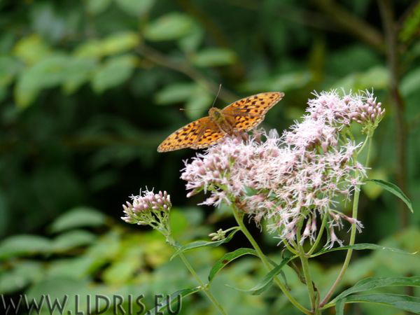 Ca Selva - vlinder